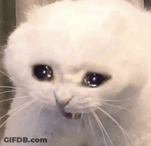 Blubbering Sad Crying Cat GIF