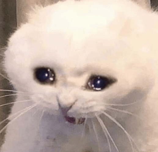 Blubbering Sad White Cat Crying In Tears GIF