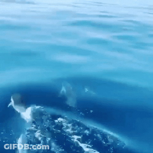 Blue Aesthetic Dolphin In The Waters GIF