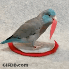 Blue And Gray Bird Standing On Red Circle With Leaf In Beak GIF