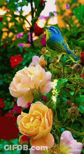 Blue And Green Bird On Yellow Rose GIF