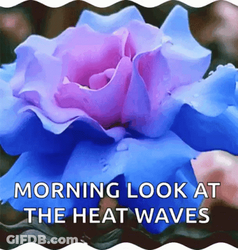 Blue And Purple Rose Morning Look GIF