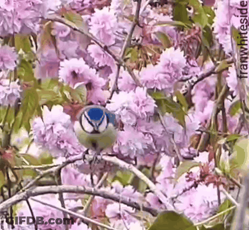 Blue And White Bird On Branch With Pink Flowers GIF