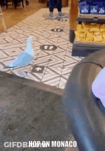 Blue And White Bird Saying Hop On Monaco GIF
