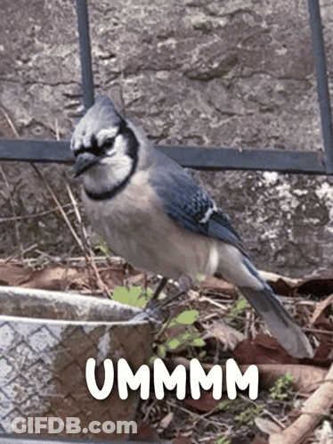 Blue And White Bird Standing Next To Ummm GIF