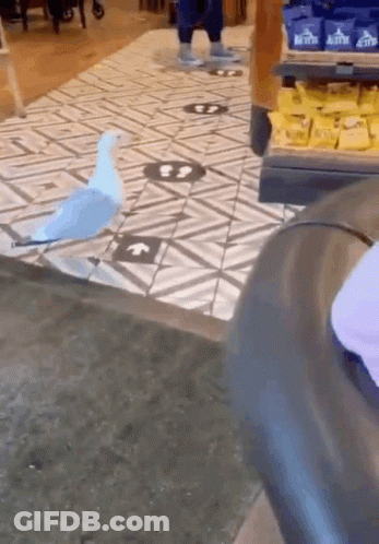 Blue And White Bird Standing On Tiled Floor GIF