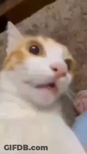 Blue And White Cat With Red Collar And Chinese Symbol GIF