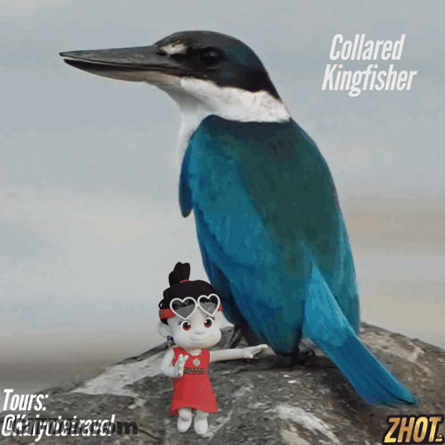 Blue And White Collared Kingfisher GIF