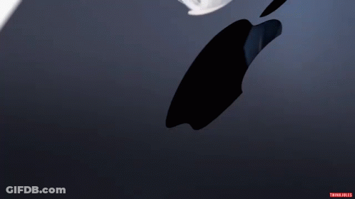 Blue And White Feather Trina Jared GIF