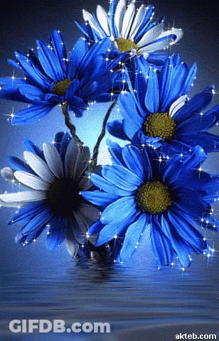 Blue And White Flowers With Akteb.com GIF