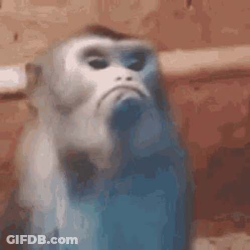 Blue And White Monkey With Sad Look GIF