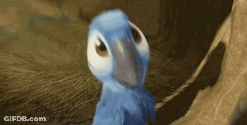 Blue And White Parrot Standing Next To Tree Branch GIF