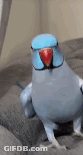 Blue And White Parrot With Red Beak GIF