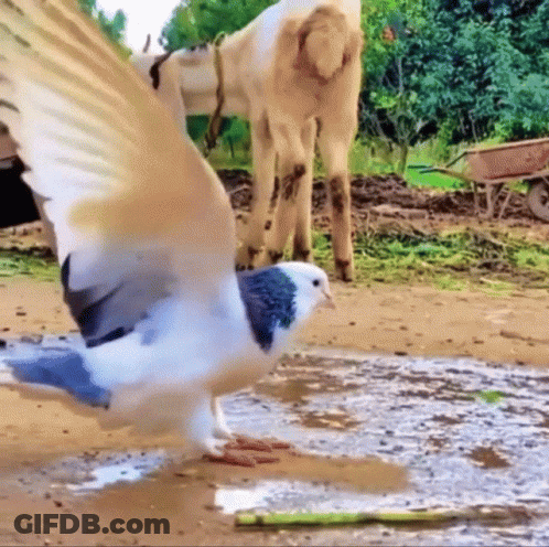 Blue And White Pigeon Standing GIF