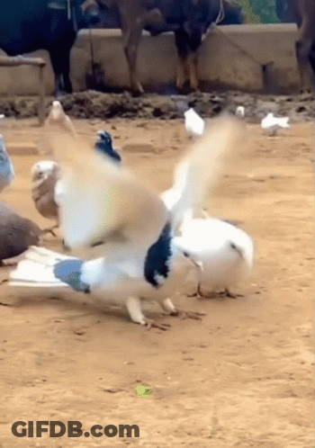 Blue And White Pigeon Wings Outstretched GIF