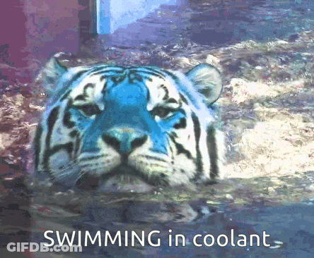 Blue And White Tiger Swimming GIF