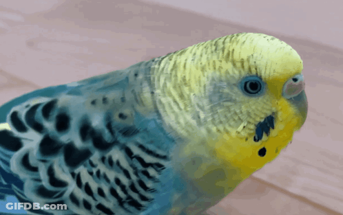 Blue And Yellow Parakeet Looking At Camera GIF