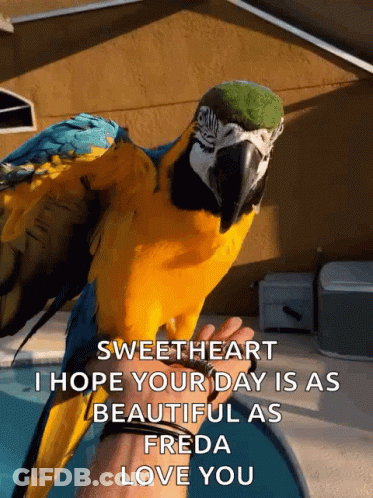 Blue And Yellow Parrot On Hand Saying Sweetheart GIF