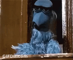 Blue Bird Looking Out Window GIF