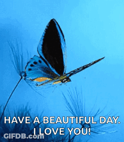 Blue Butterfly Flying Have Beautiful Day I Love You GIF