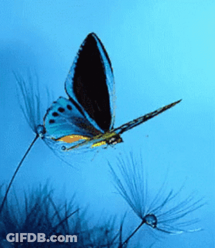 Blue Butterfly Flying Over Plant Saying Have A Beautiful Day I Love You GIF