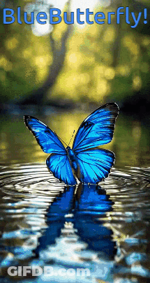 Blue Butterfly In Water Saying Blue Butterfly GIF