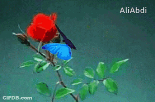 Blue Butterfly On Red Rose GIF