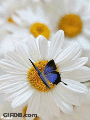 Blue Butterfly On White And Yellow Flower GIF