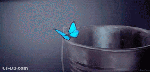 Blue Butterfly Sitting In Metal Bucket GIF