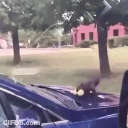 Blue Car With Squirrel On Hood GIF