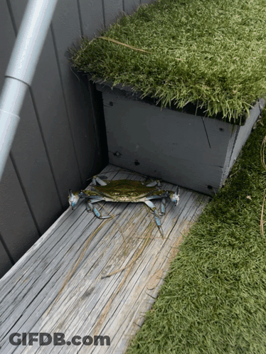 Blue Crab Crawling On Wooden Deck Near Planter GIF