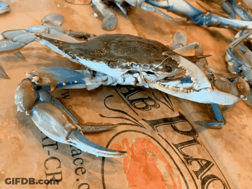 Blue Crab On 'Crab Place' Paper GIF
