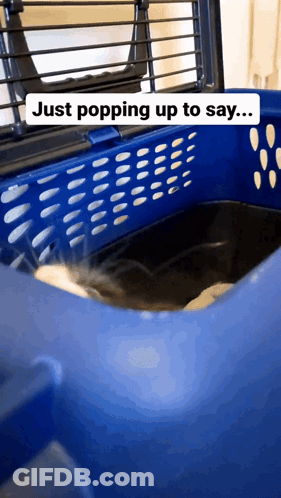 Blue Dog Carrier Saying Just Popping Up To Say GIF