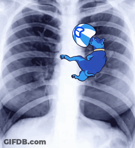 Blue Dog Holding Letter T Ball In Chest X-Ray GIF