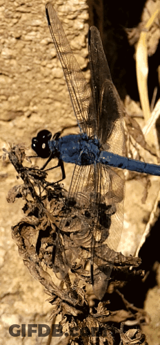 Blue Dragonfly Perched On Wood GIF