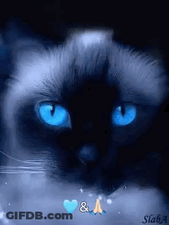 Blue-Eyed Black Cat Looking At Camera With Heart GIF