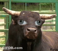 Blue-Eyed Bull By Fence GIF