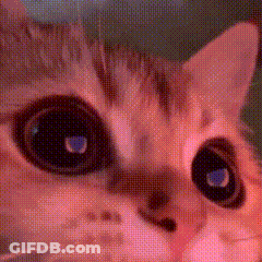 Blue-Eyed Cat Close-Up GIF