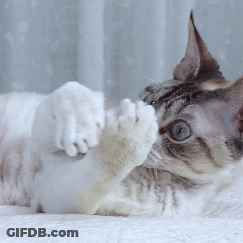 Blue-Eyed Cat Playing With Paw On Back GIF