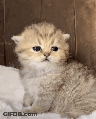 Blue Eyed Kitten Sitting On Blanket GIF