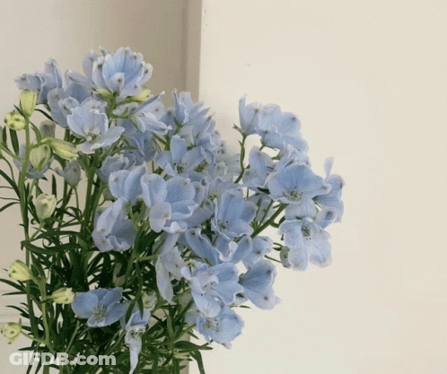 Blue Flowers GIF