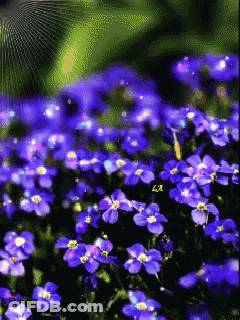 Blue Flowers With Letter Lr GIF