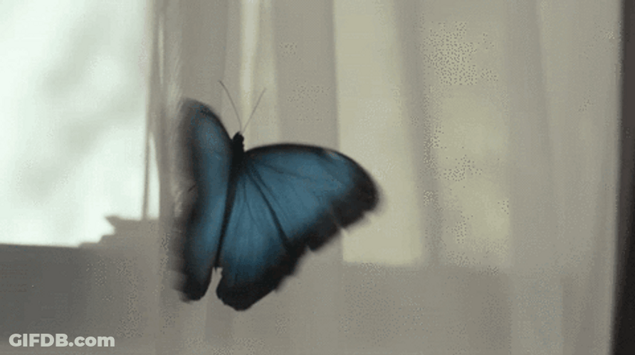 Blue Flying Butterfly Window GIF