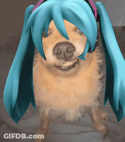 Blue-Haired Dog With Headphones Looking At Camera GIF
