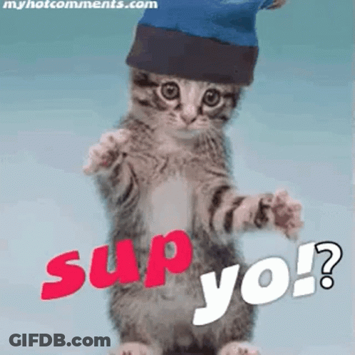 Blue Hat Kitten Standing Says Sup Yo GIF