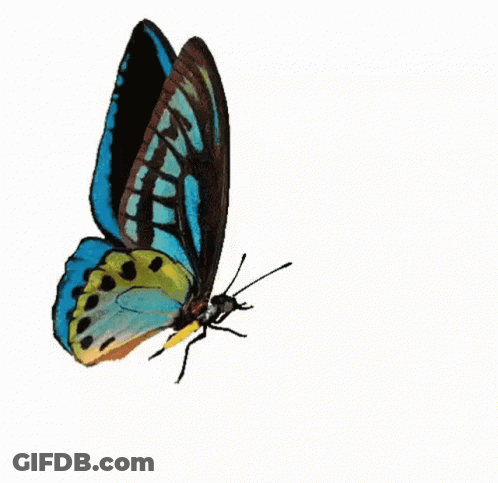 Blue Heart With Blue Butterfly I Love You GIF