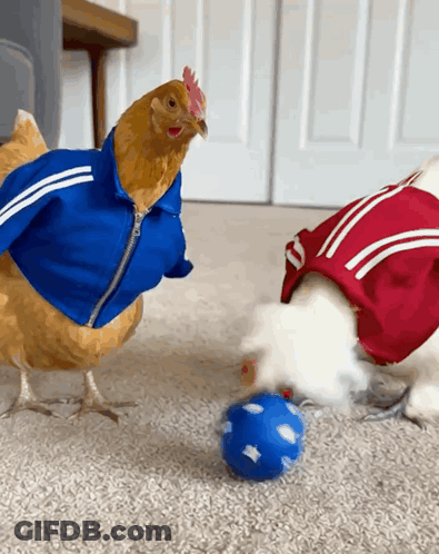 Blue Jacket Chicken And Red Jacket Dog With Blue Ball GIF