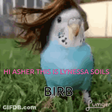 Blue Parakeet In Grass Saying Hi Asher This Is Lynessa Soils Birb GIF
