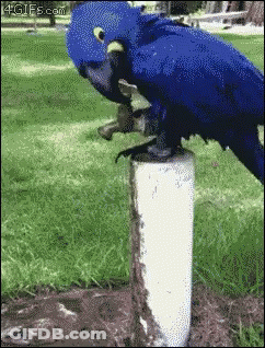 Blue Parrot Perched On Pipe In Park GIF