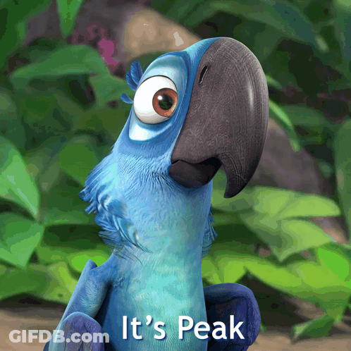 Blue Parrot Saying It's Peak GIF